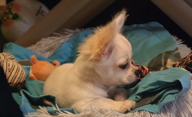 foto Cuccioli Chihuahua
