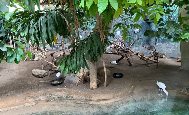 Photo of African Rainforest Pavilion