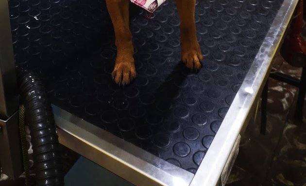 Foto de Hotel Canino & Dog Grooming Salon FREDOGS