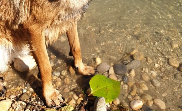 Photo de Les Animaux des Gones