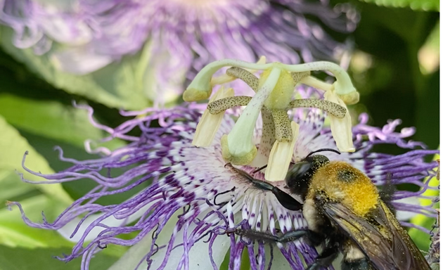 Photo of The Passionflower House