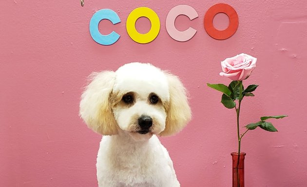 Photo of Cocogrooming 코코애견미용