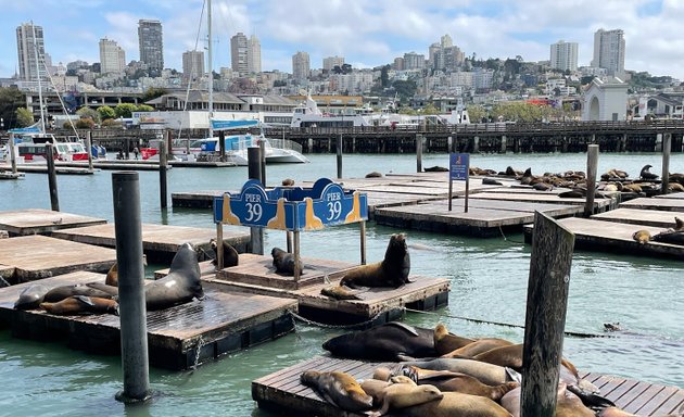 Photo of Sea Lion Viewing Area