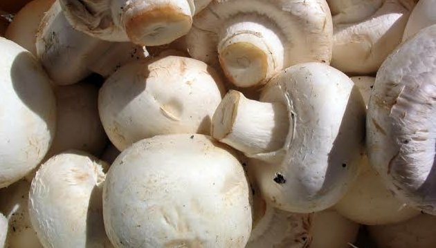 Photo of Sri Byrava mushroom enterprise