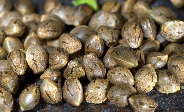 Photo of Le Rock Seed Bank Montreal