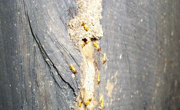Photo of Epest Pest & Termite Management
