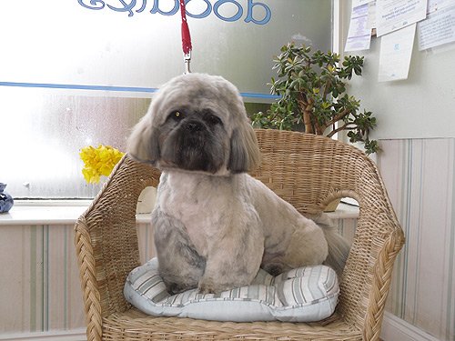Photo of Doodles Dog Grooming