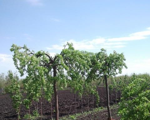 Photo of Arrowhead Nurseries Ltd.