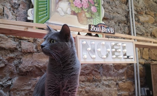 Photo de Zoebonbon Garderie & Lodges pour chats heureux