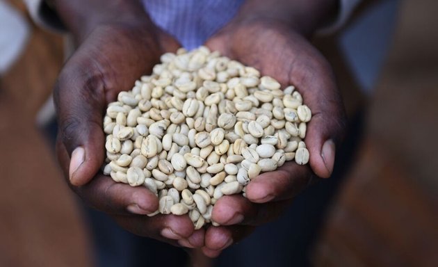 Photo of Lucy Ethiopian Coffee Exporter