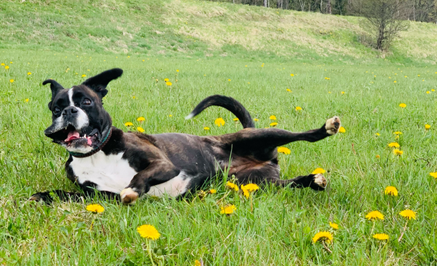 Foto von Die Strawanza Dogwalking München