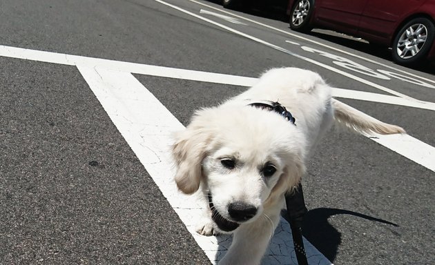 Photo of Dog Walking Do.
