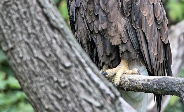 Foto von Adler - Voliere