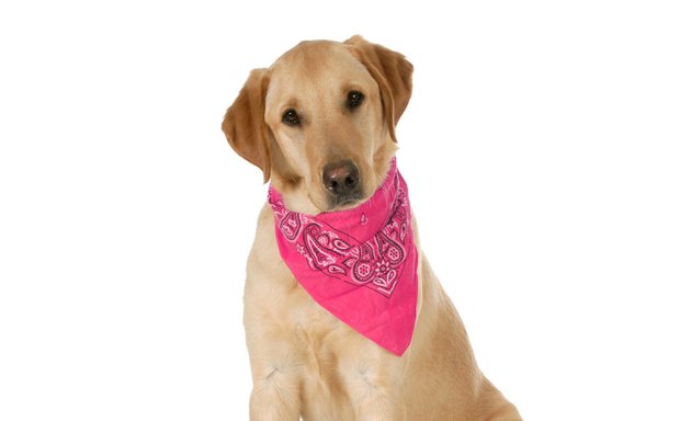 Photo of Cotton Bandanas