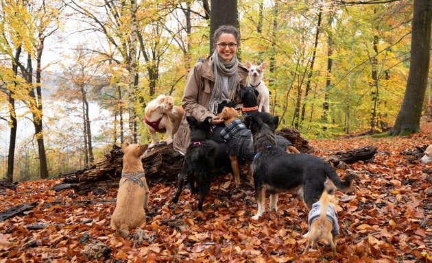 Foto von Kleines Hundeglueck