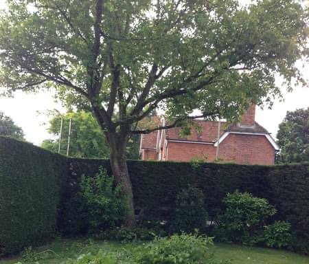 Photo of Oakwood tree and gardening severices