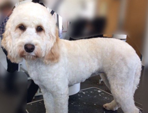 Photo of Shampooch Dog Groomers