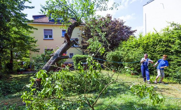 Photo of Tree Doctor Brisbane - Tree Lopping Brisbane