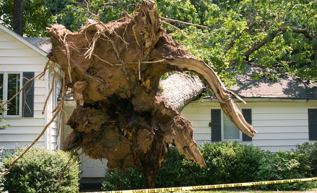 Photo of PRO Tree Removal Brisbane