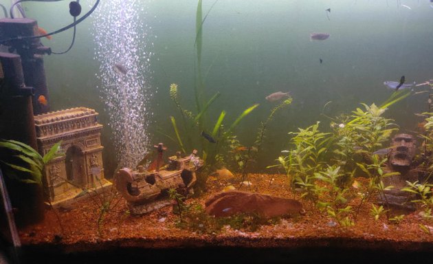 Foto de Siren aquarium