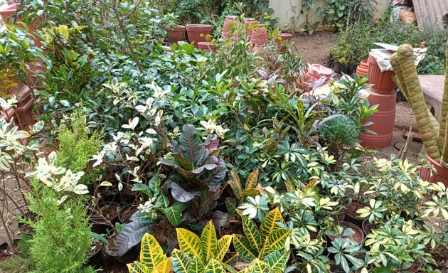 Photo of Veerabhadrashwara plant nursery