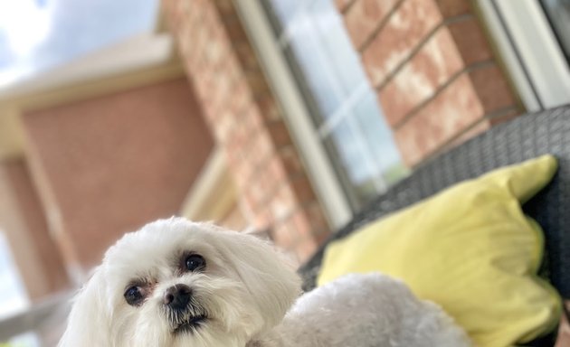 Photo of Mr Chows Grooming