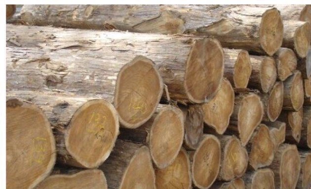 Photo of Myanmar Timber co.