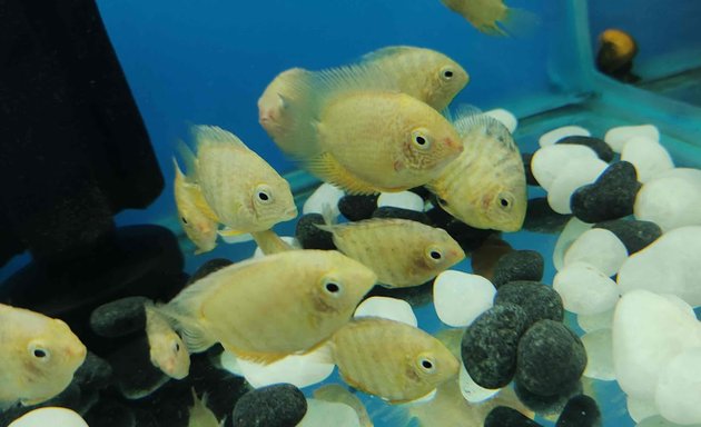 Photo of m.m Aquarium & Pets