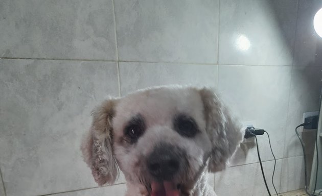 Foto de Perro guapo 🐾 Peluquería canina