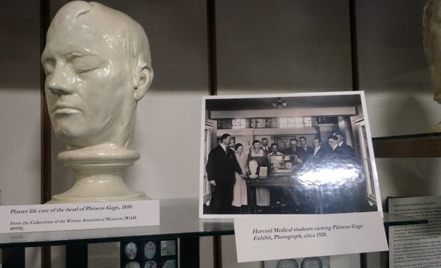 Photo of Warren Anatomical Museum