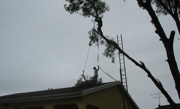 Photo of tree felling kraaifontein brackenfell