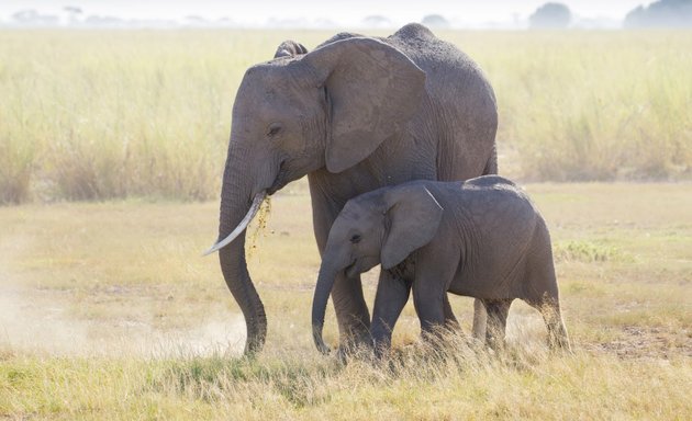 Photo of Timeless Africa Safaris