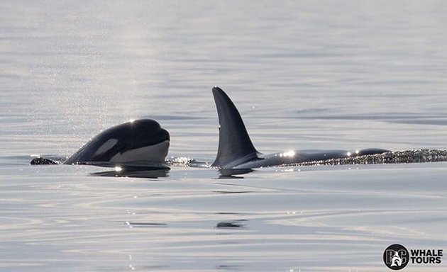 Photo of BC Whale Tours Victoria