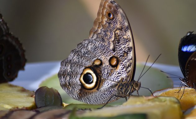 Photo of Horniman Butterfly House