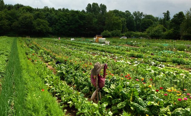 Foto von meine ernte - Gemüsegärten zum Mieten