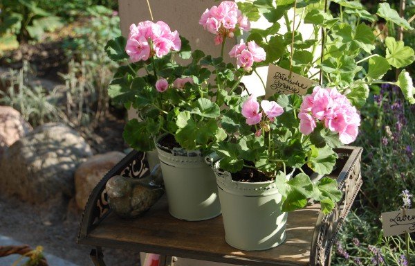 Foto von blütenreich Blumen in Havelhöhe