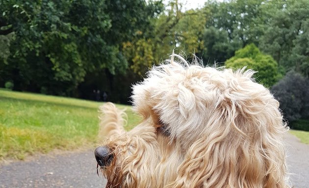 Photo of London Top Doggy Day Care LTD.