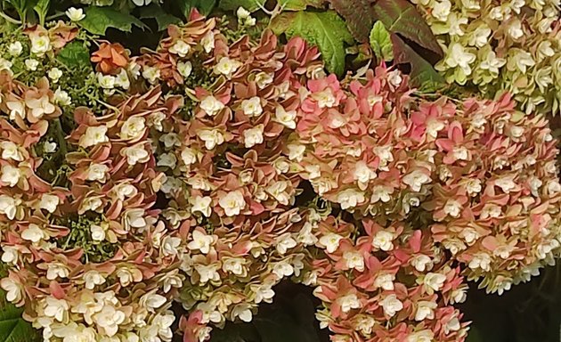 Photo of Thecoloroftheflowers