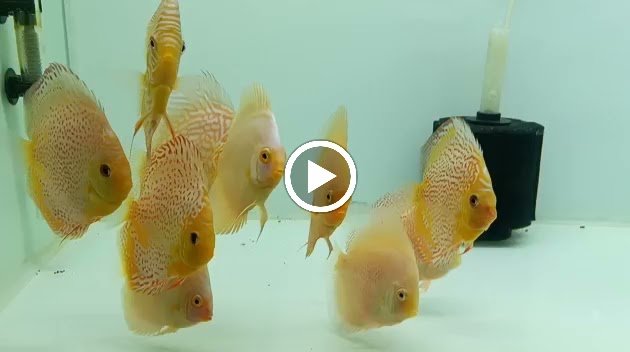 Photo of Snows Discus Aqua Shop