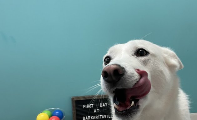 Photo of Barkaritaville Doggie Daycare