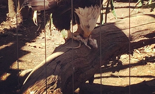 Photo of Birds of Prey