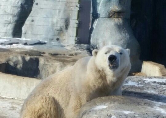 Photo of Polar Bear Exhibit