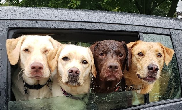 Photo of The Perfect Pack Dog Walking Services