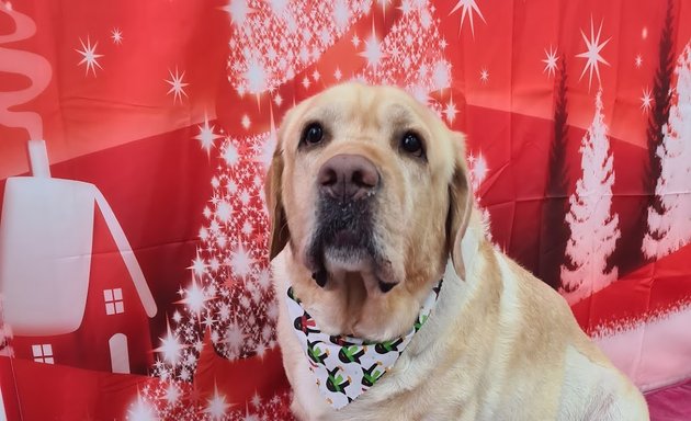 Photo of Doggy Style Grooming Salon