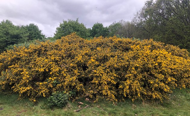 Photo of Tooting Commons