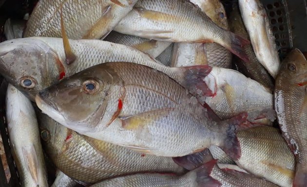 Photo of South Harrow Fish Shop