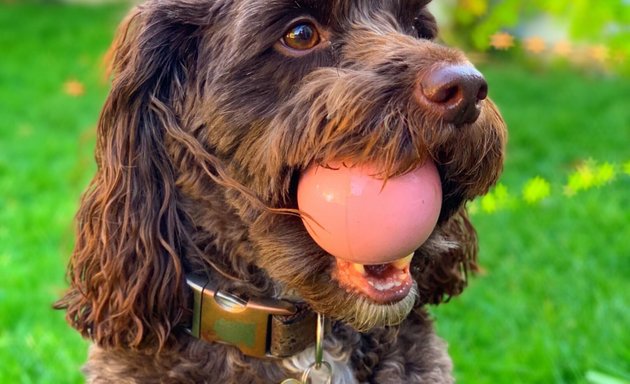 Photo of Oli and Pawtner - Dog Walker of York