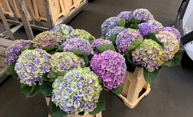 Foto von Akkus Blumen & Pflanzen (Lichtenberg)