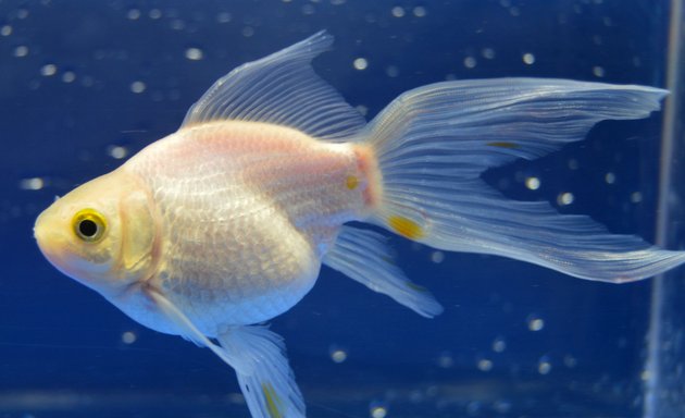 Photo of Aquarium Fish Paradise