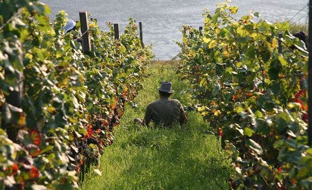 Foto von Weingut 5